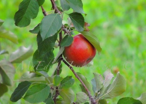 Apple on the tree |My Edible Journey